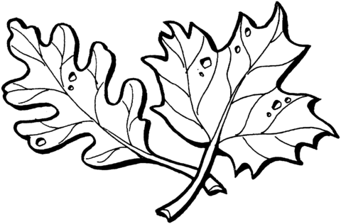 Oak And Maple Leaves Coloring Page